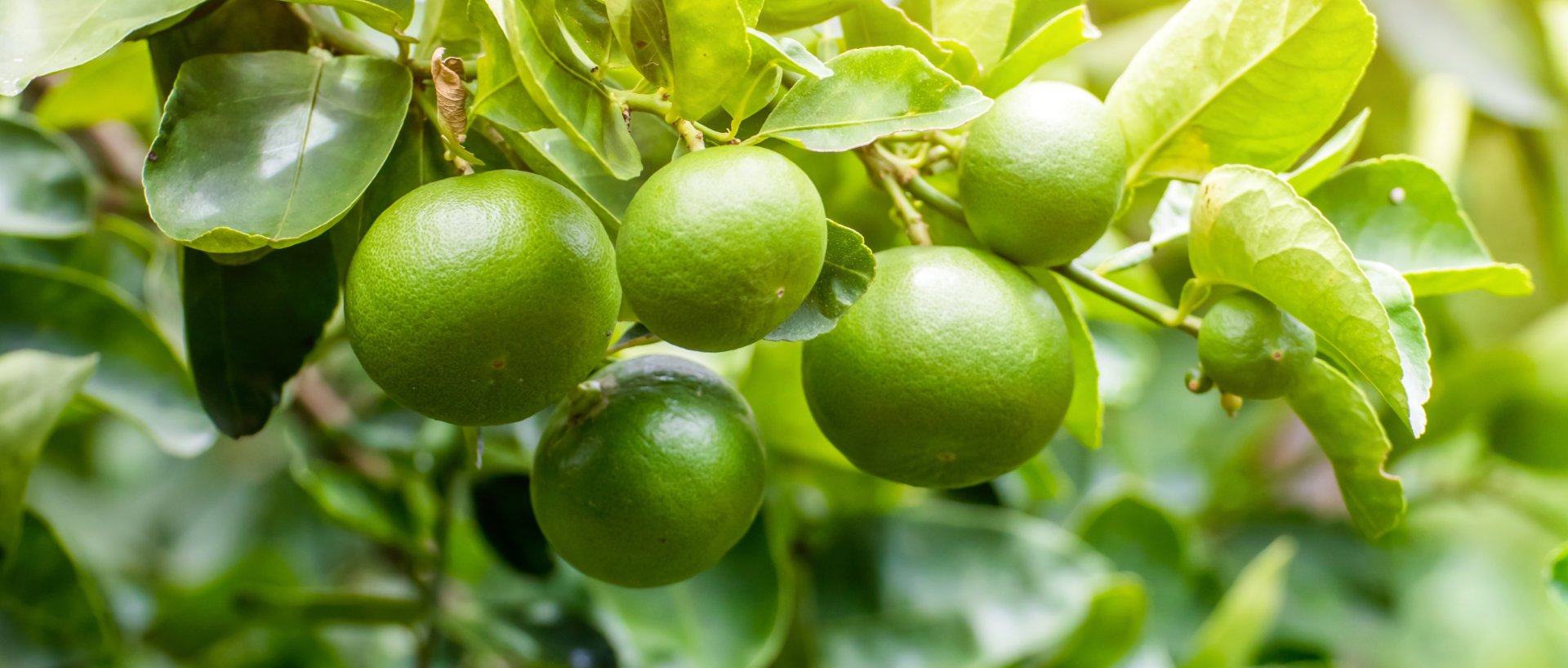 lime on a branch